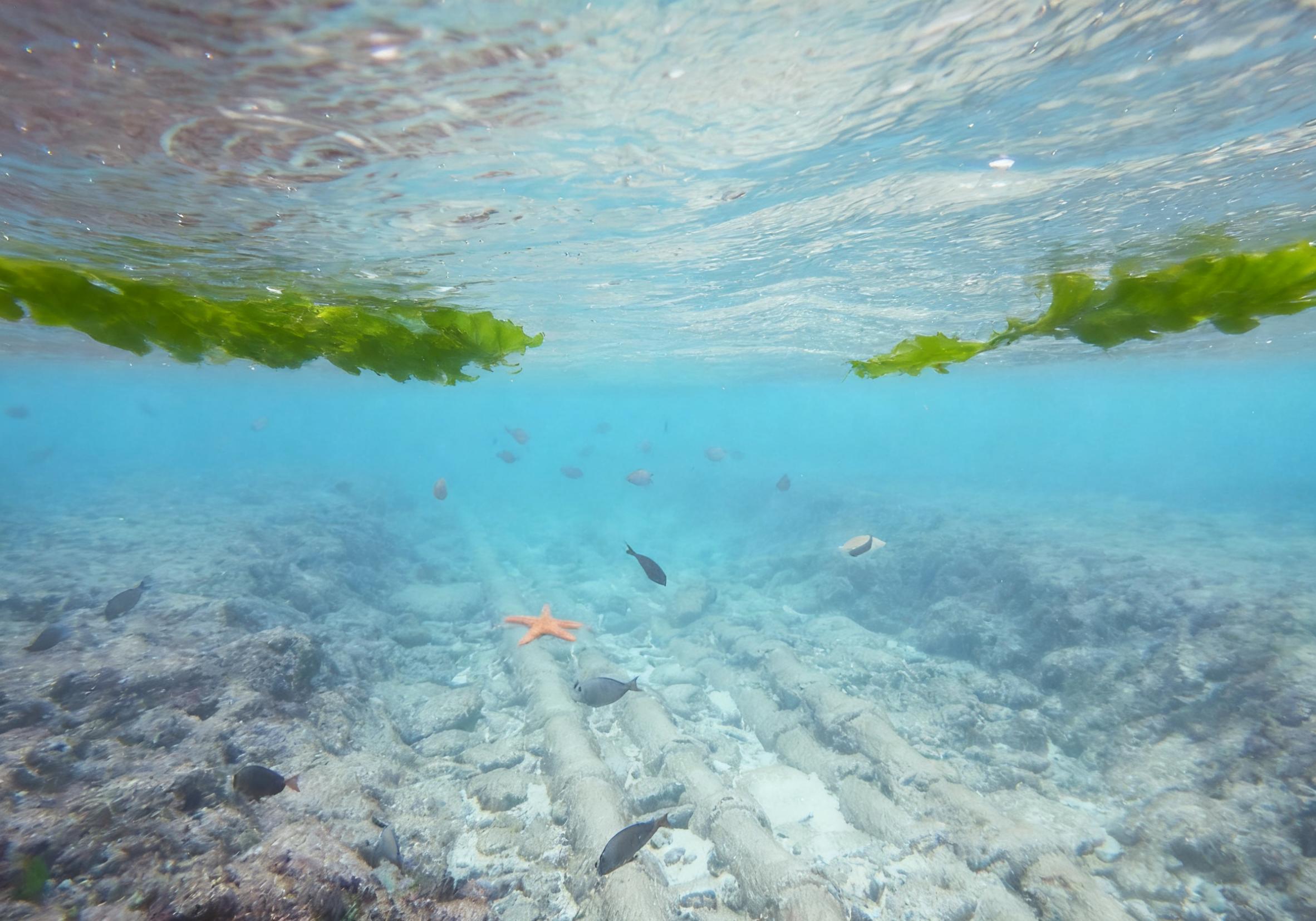 分布式光纤传感技术在海底基建及海洋科学探测相关监测中的应用